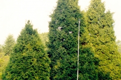 Tree-1-1
