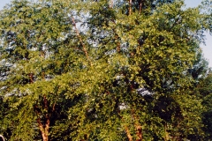 Tree-14