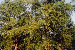 Tree-14