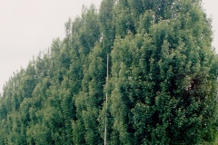 Tree-2-1