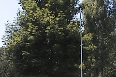 Trumps-Trees-068