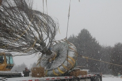 Beech-Tree-580-1